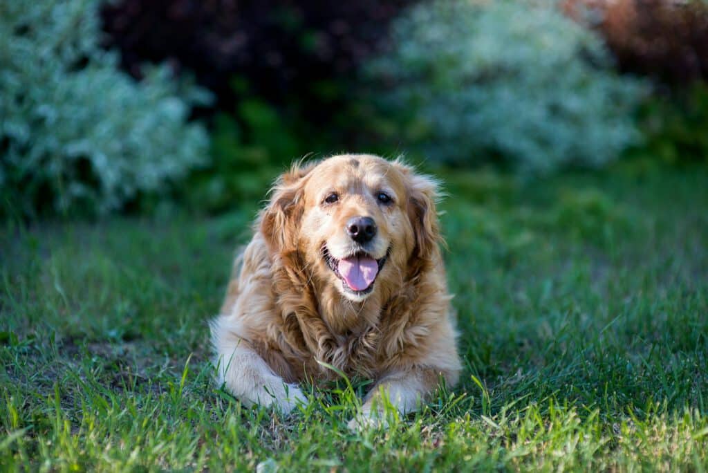 Old dog labrador retriever #NOMINATED!