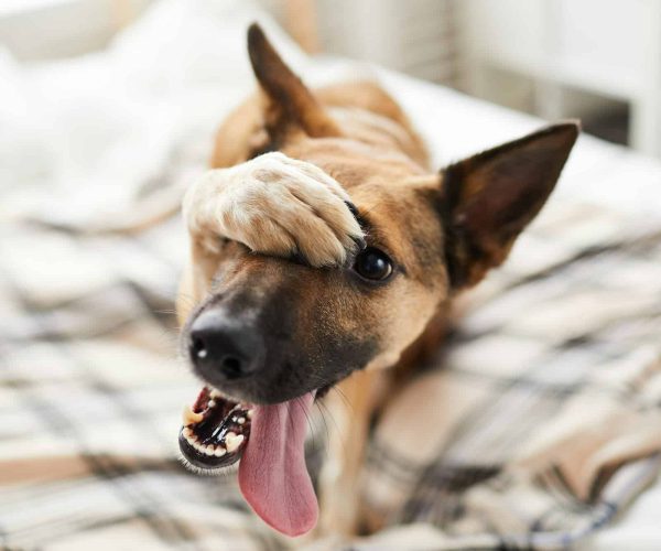 Embarassed Dog on Bed